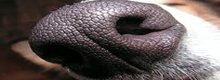 close up of a dogs nose