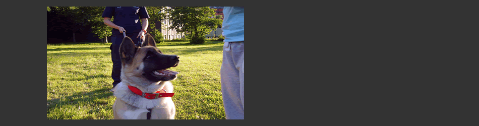 German Shepherd training in park