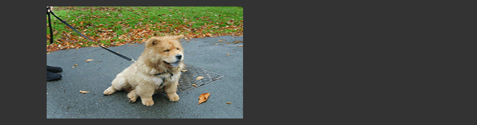 Chow sitting in the park