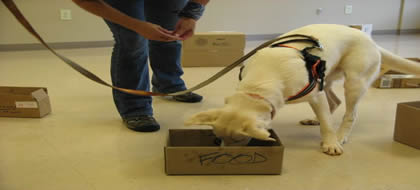 Fast Track Dog Training - nosework